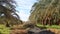 Palm trees in a Beautiful date farm in Bahariya in Egypt