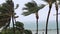 Palm trees bend and break under a strong tropical hurricane and wind