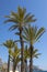 Palm Trees in Benidorm