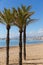 Palm trees Benidorm Costa Blanca Alicante Spain