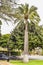 Palm trees at Beverly Gardens Park.