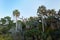 Palm Trees at Big Talbot Island, Florida