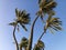 Palm trees blowing in wind.