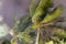 Palm trees blowing in the wind during hurricane