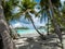 Palm Trees on the Blue Lagoon beach at Rangiroa Atoll, French Polynesia, in the South Pacific