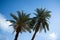 Palm trees and blue sky background