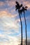 Palm trees on blue sky background, palm branches on sky background, silhouettes of palm trees, crowns palms trees