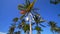 Palm trees on a blue sky ith white puffy cloud