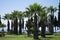 Palm trees in blue sky in a park of cotton castle pamukkale, turkey