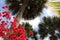 Palm Trees and Blue Sky with Pink Bougainvillea Blossoms