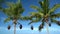 Palm trees and blue sky on vacation beach - Slow motion