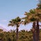 Palm trees and blue sky view. Canary island. Travel concept