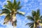Palm trees on blue sky and white clouds background, palm branches on sky background, silhouettes of palm trees, crowns palms trees