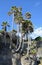 Palm trees on a bluff in Heisler Park. Laguna Beach, California.