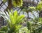 Palm trees in Botanical building, Balboa park