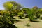 Palm trees in Botanical garden of Madeira to Funchal city, Madeira, Portugal