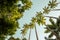 Palm trees in Botanical Garden in Rio de Janeiro, Brazil