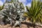 Palm trees in botanical garden of Santa Cruz, at Tenerife,  Canary Islands.