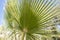 Palm trees botanical perennial lianas shrubs trees