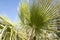 Palm trees botanical perennial lianas shrubs trees