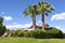 Palm trees in a Boulder city neighborhood Nevada.