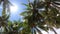 Palm Trees and Bright Sun In Blue Sky In Kaimana Island, Raja Ampat. Wide Angle Nature With Picturesque View On Green Tropical