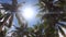 Palm Trees and Bright Sun In Blue Sky In Kaimana Island, Raja Ampat. Wide Angle Nature With Picturesque View On Green Tropical