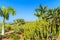 Palm trees and cacti plants on a golf course in northern part of Tenerife island, Spain