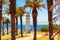 Palm trees on California coast, Point Vicente Lighthouse