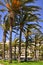 Palm trees at Cannes in France