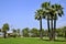 Palm trees at Cannes in France