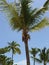 Palm Trees, Catalina Island, D.R.
