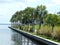 The Palm Trees of Charlotte Harbor
