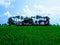 The palm trees circle and the rice field