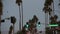 Palm trees in city near Los Angeles, street road sign, semaphore traffic lights.