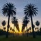 Palm trees in city park during sunrise, urban oasis