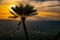 Palm trees on the cliff with the setting sun at Sai Thong National Park View Point, Chaiyaphum Province