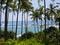 Palm trees close to Mirissa beach, Sri Lanka