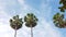 Palm trees with cloudy in fresh blue sky in a noon