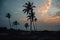 Palm trees on the coast of Arabian Sea during sunset