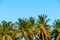 Palm trees with coconut under blue sky