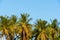 Palm trees with coconut under blue sky