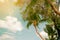 Palm trees coconut wood terrace beach sea sky in the summer