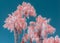 Palm Trees in Color Infrared Against Blue Sky