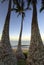 Palm trees at dawn on Ulua Beach, Maui, Hawaii