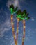 Palm trees decorated with christmas lights against a blue cloudy sky