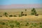 Palm trees in desert