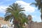 Palm trees Desert city kairouan in tunisia