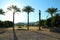 Palm trees in desert in egypt