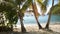 Palm trees on Deshaies beach in North Basse-Terre in Guadeloupe